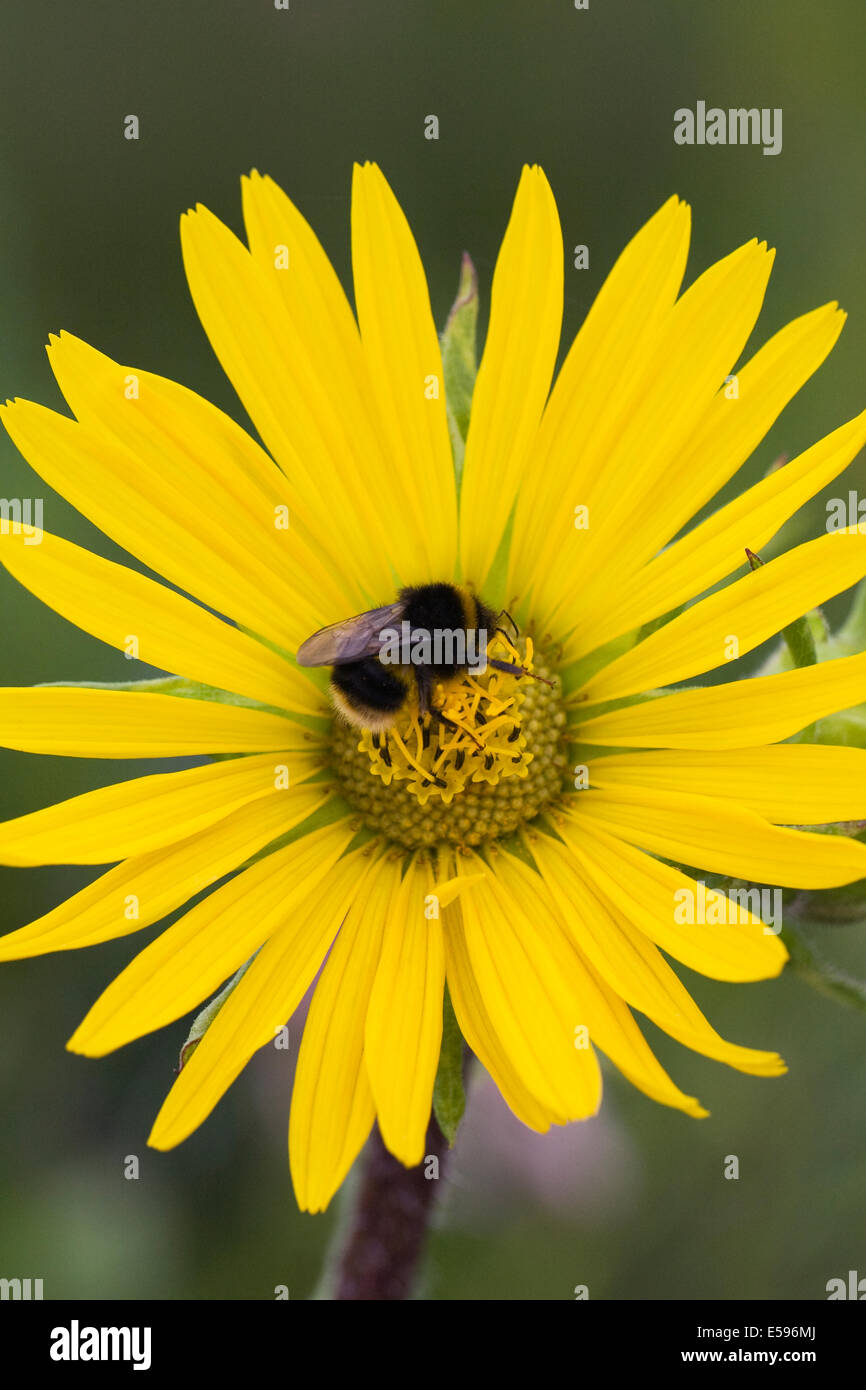 Bombus Terrestris auf eine mehrjährige Sonnenblume. Stockfoto
