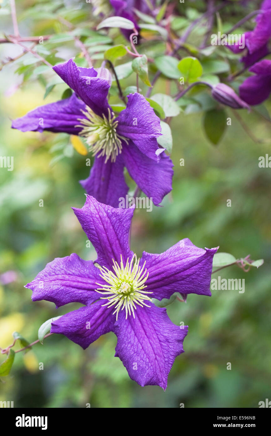 Lila Clematis-Blüten in einem englischen Garten. Stockfoto