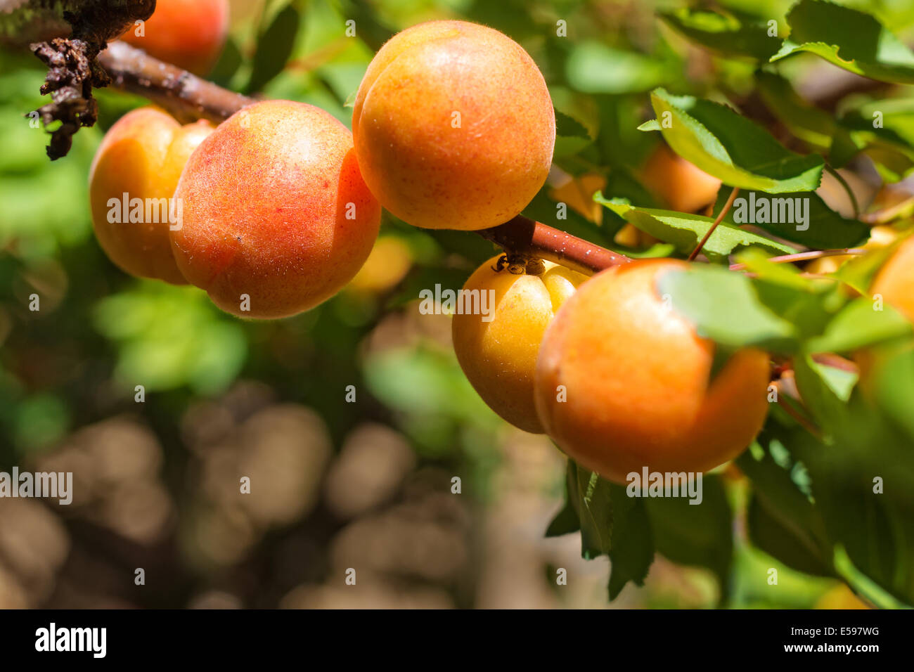 Ein Aprikosenbaum Zweig mit Reifen Aprikosen. Selektiven Fokus. Stockfoto