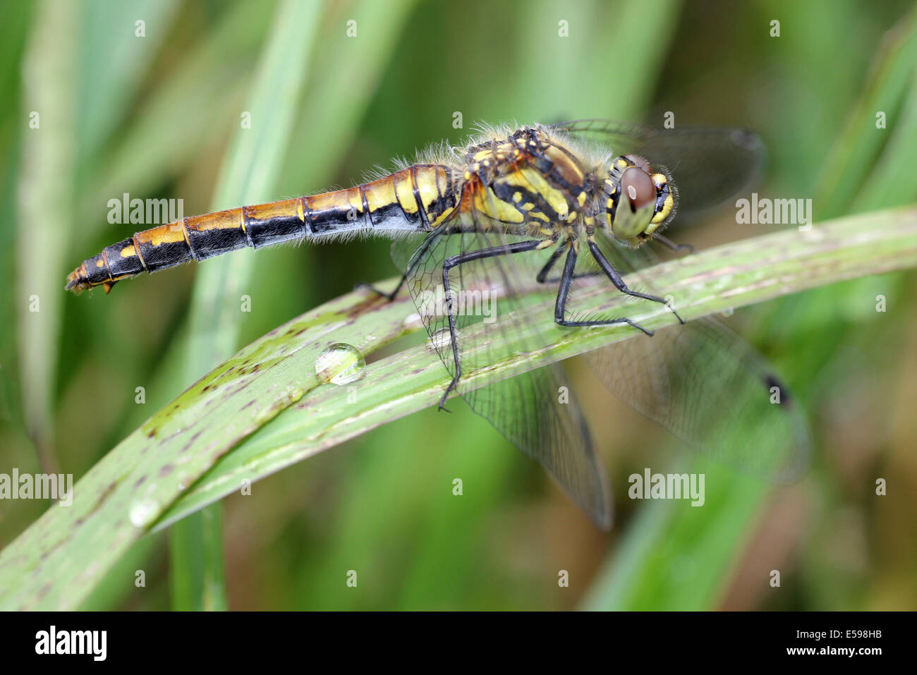 Black Darter Sympetrum Danae weiblich Stockfoto