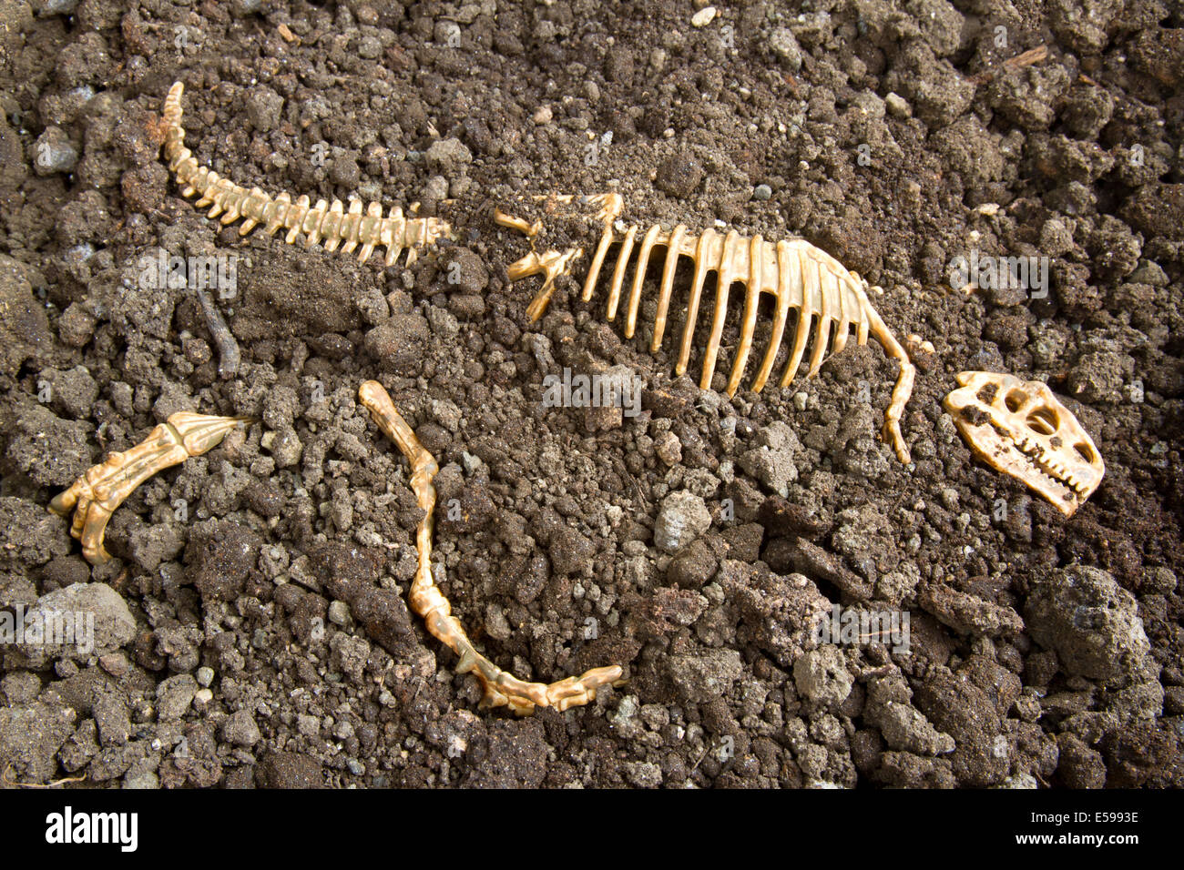 Tyrannosaurus Rex Knochen begraben in Schmutz bei einem Archäologie-site Stockfoto