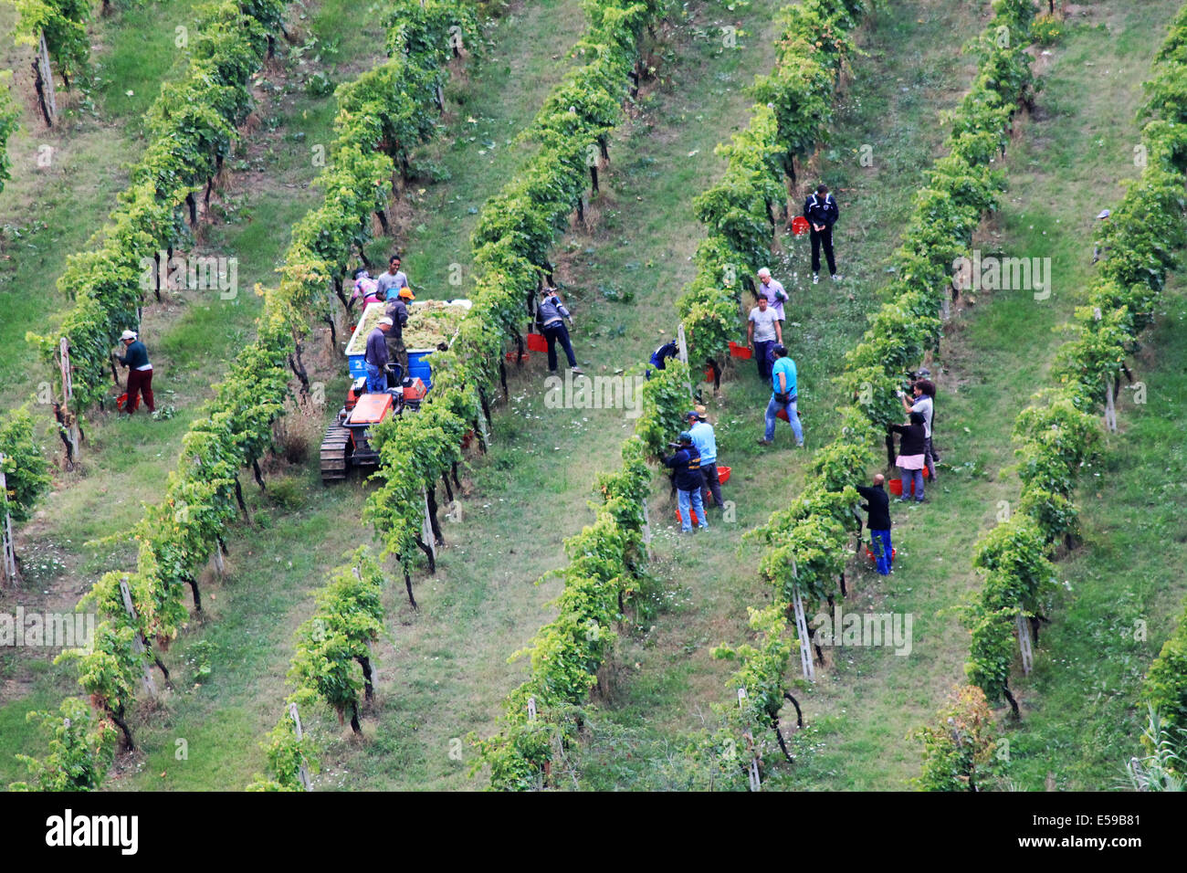 Weinlese in Italien Stockfoto Weinlese in Italien Stockfoto