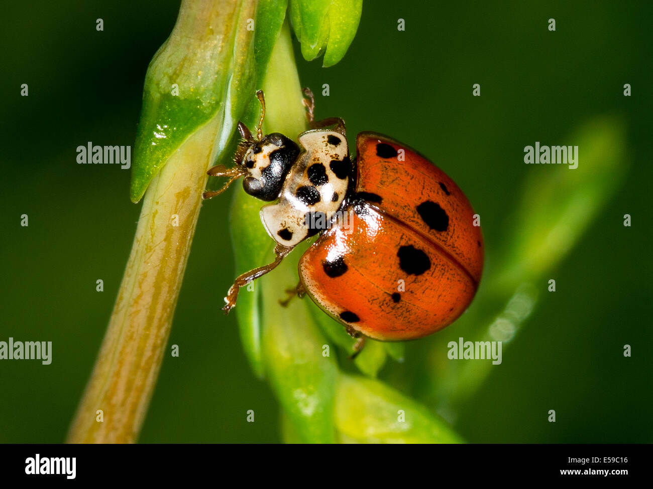 Ein sieben spot ladybird Stockfoto