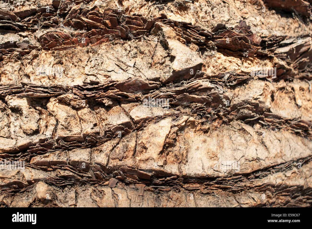 Hochdetaillierte Fragment des Palm Rinde Muster Stockfoto