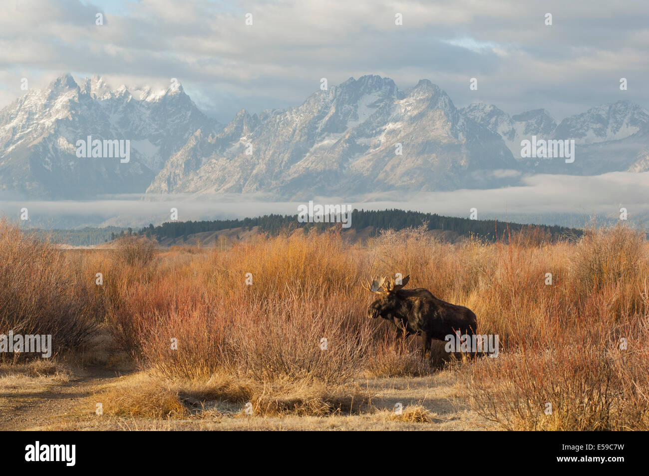 Ein Stier Elch steigt bei Sonnenaufgang mit den spektakulären Grand Teton als ein zurückfallen. Stockfoto