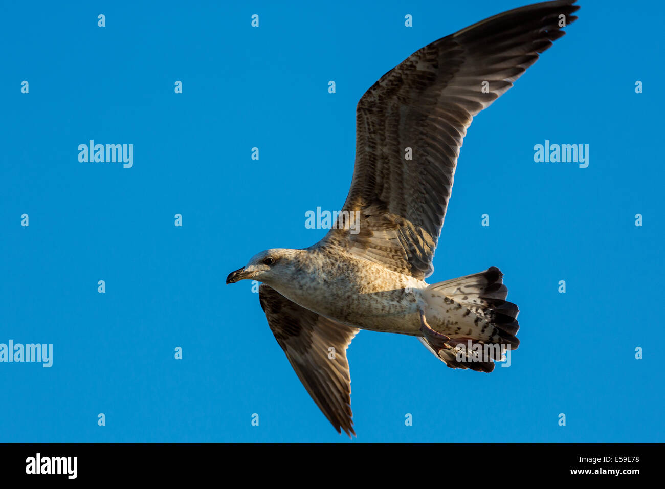 Gelb-legged Möve, Larus Michahellis, Gard, Frankreich Stockfoto