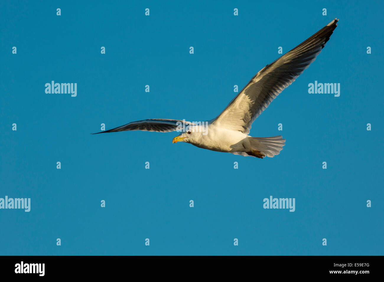 Gelb-legged Möve, Larus Michahellis, Gard, Frankreich Stockfoto