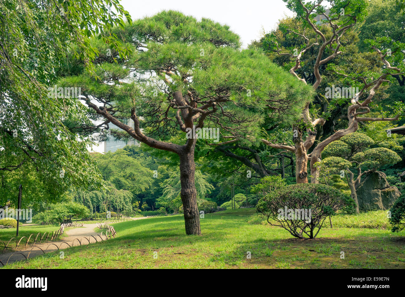 berühmte Tokyo Korakuen Parklandschaft mit Kiefer in Mitte Stockfoto
