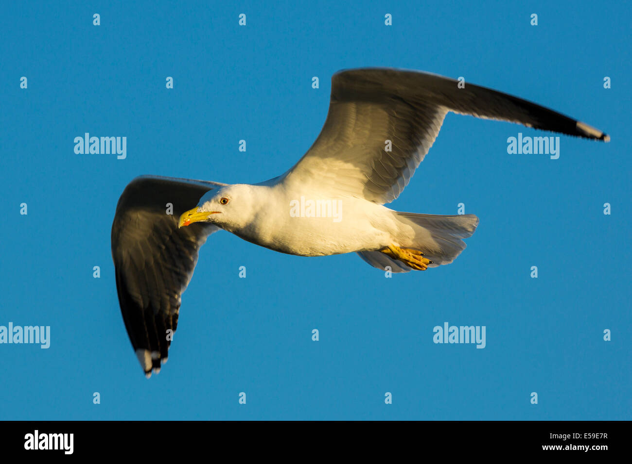 Gelb-legged Möve, Larus Michahellis, Gard, Frankreich Stockfoto