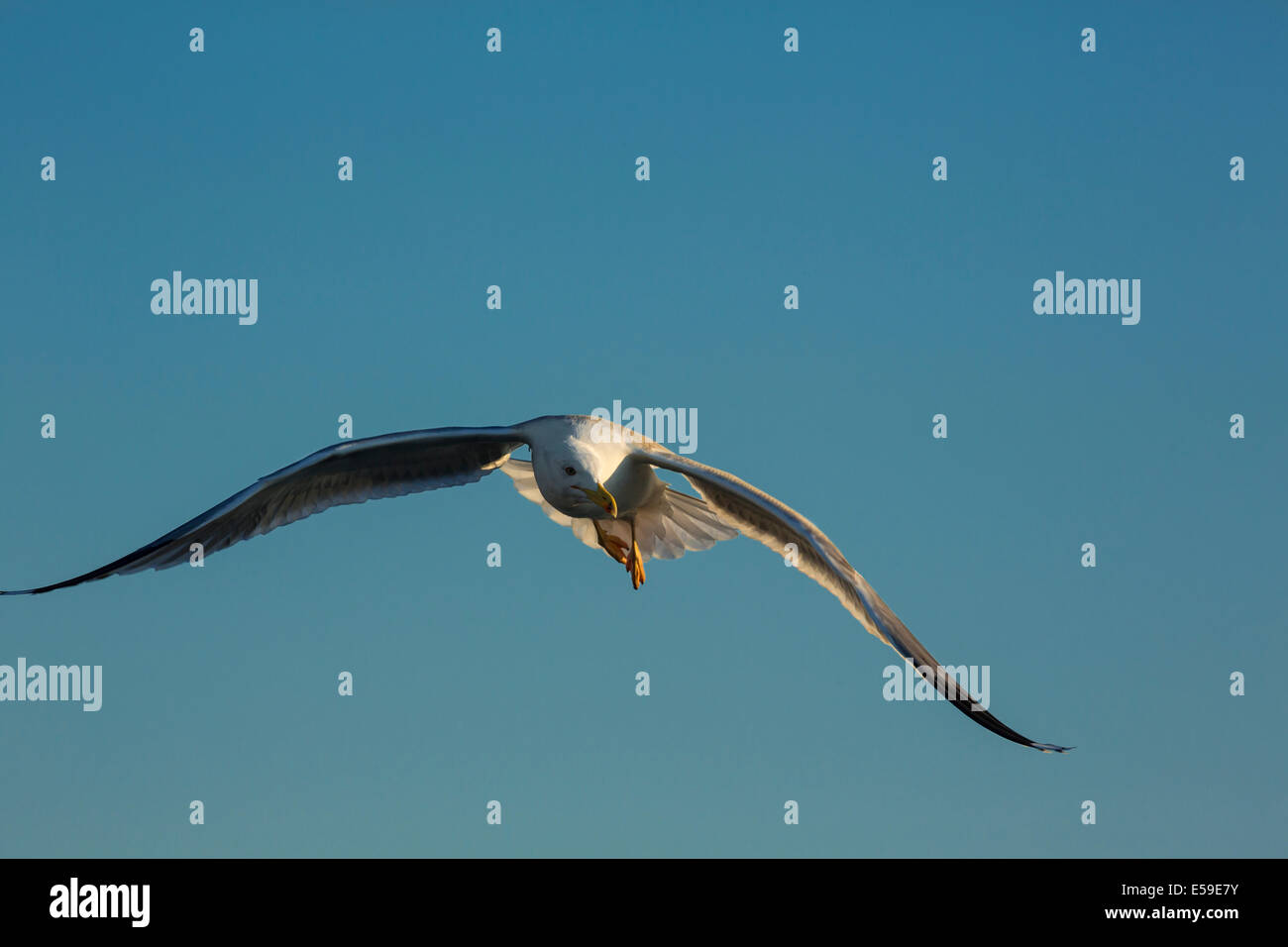 Gelb-legged Möve, Larus Michahellis, Gard, Frankreich Stockfoto