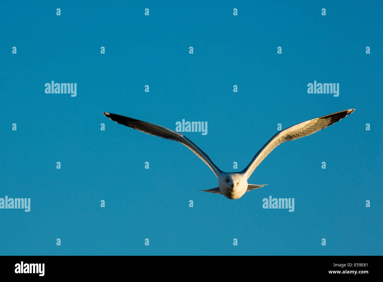 Gelb-legged Möve, Larus Michahellis, Gard, Frankreich Stockfoto