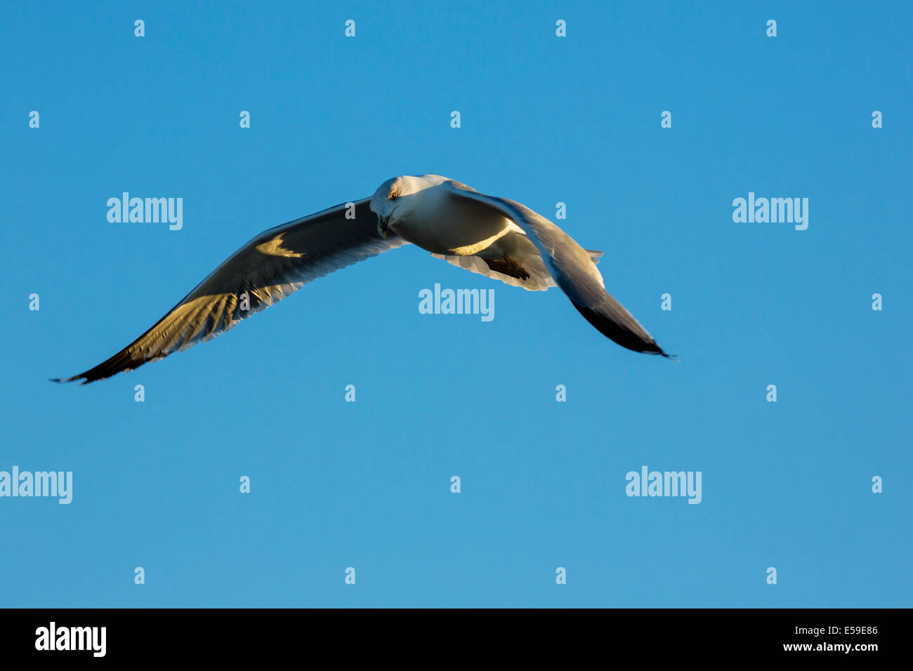 Gelb-legged Möve, Larus Michahellis, Gard, Frankreich Stockfoto