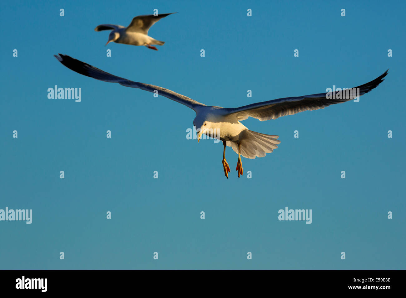 Gelb-legged Möve, Larus Michahellis, Gard, Frankreich Stockfoto