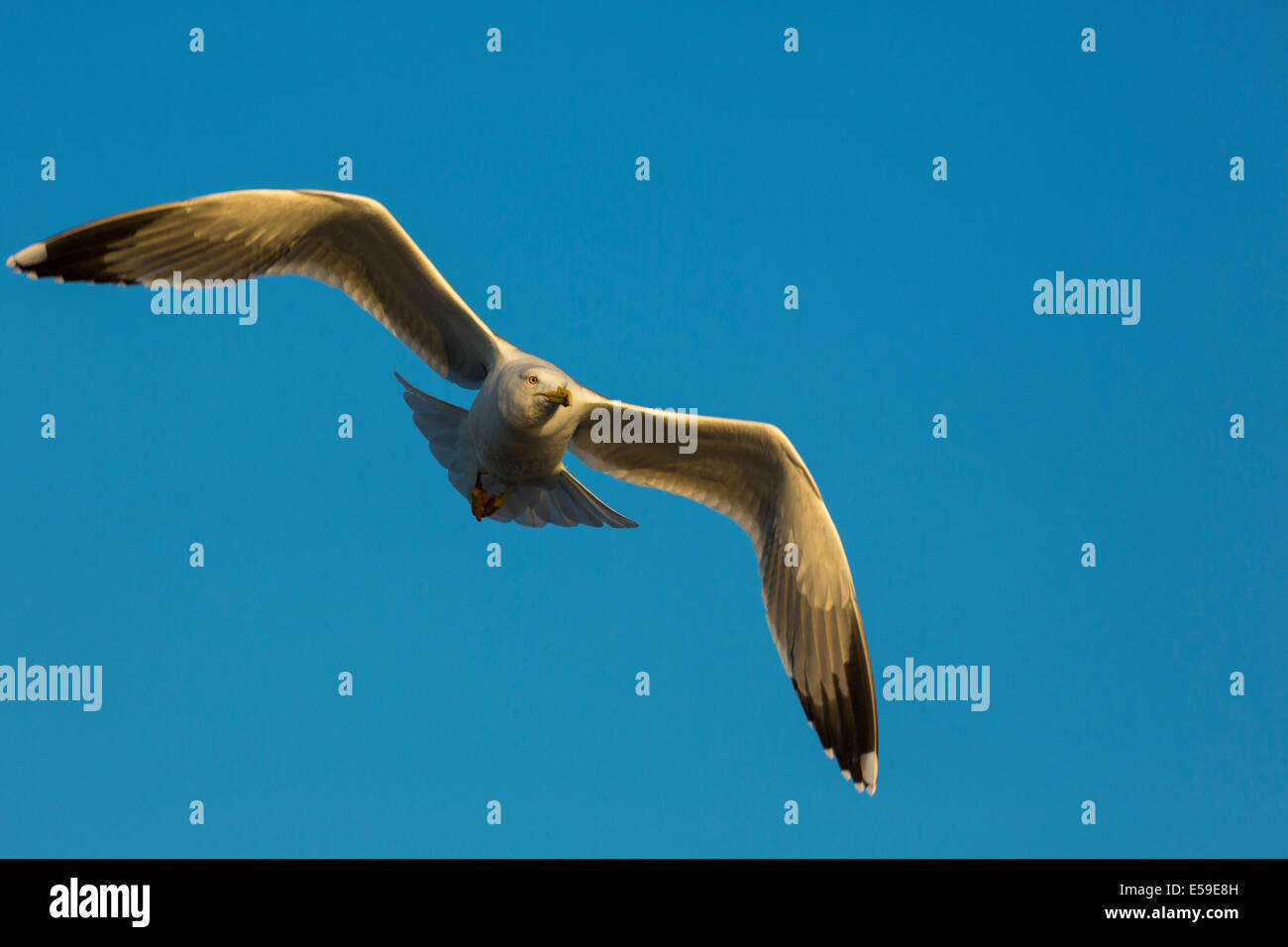 Gelb-legged Möve, Larus Michahellis, Gard, Frankreich Stockfoto