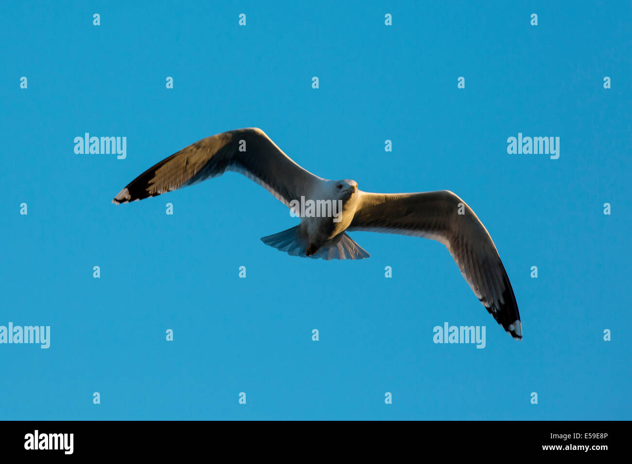Gelb-legged Möve, Larus Michahellis, Gard, Frankreich Stockfoto
