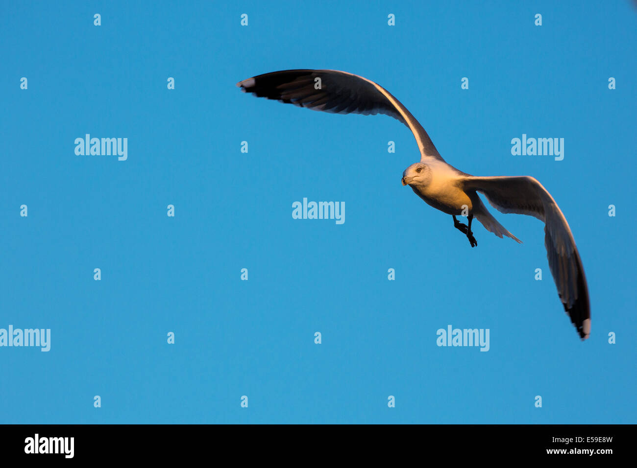 Gelb-legged Möve, Larus Michahellis, Gard, Frankreich Stockfoto