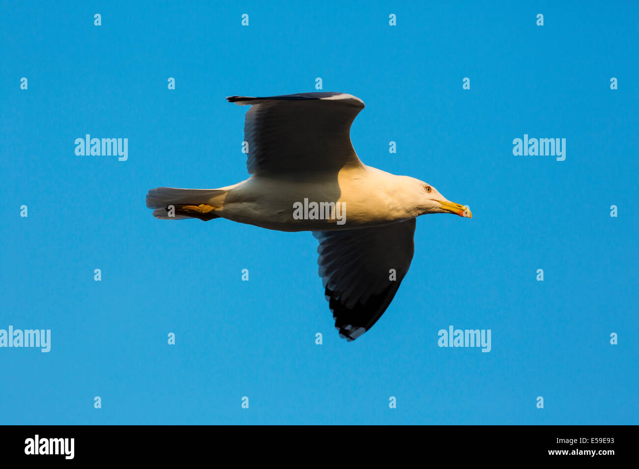 Gelb-legged Möve, Larus Michahellis, Gard, Frankreich Stockfoto