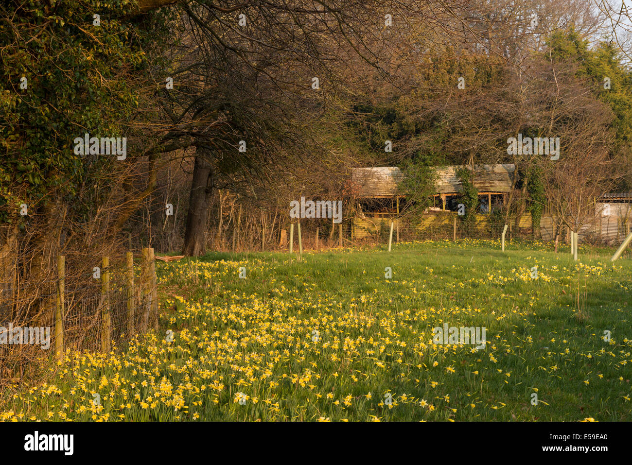 Wilde Narzissen (Narcissus Pseudonarcissus) Gwen und Veras Felder in Gloucestershire. Stockfoto