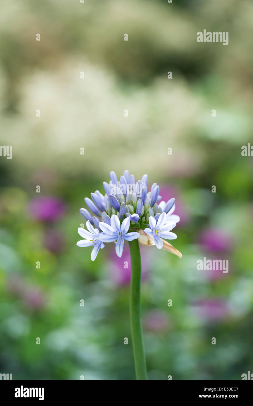 Agapanthus Luly Blüte. Schmucklilie Stockfoto