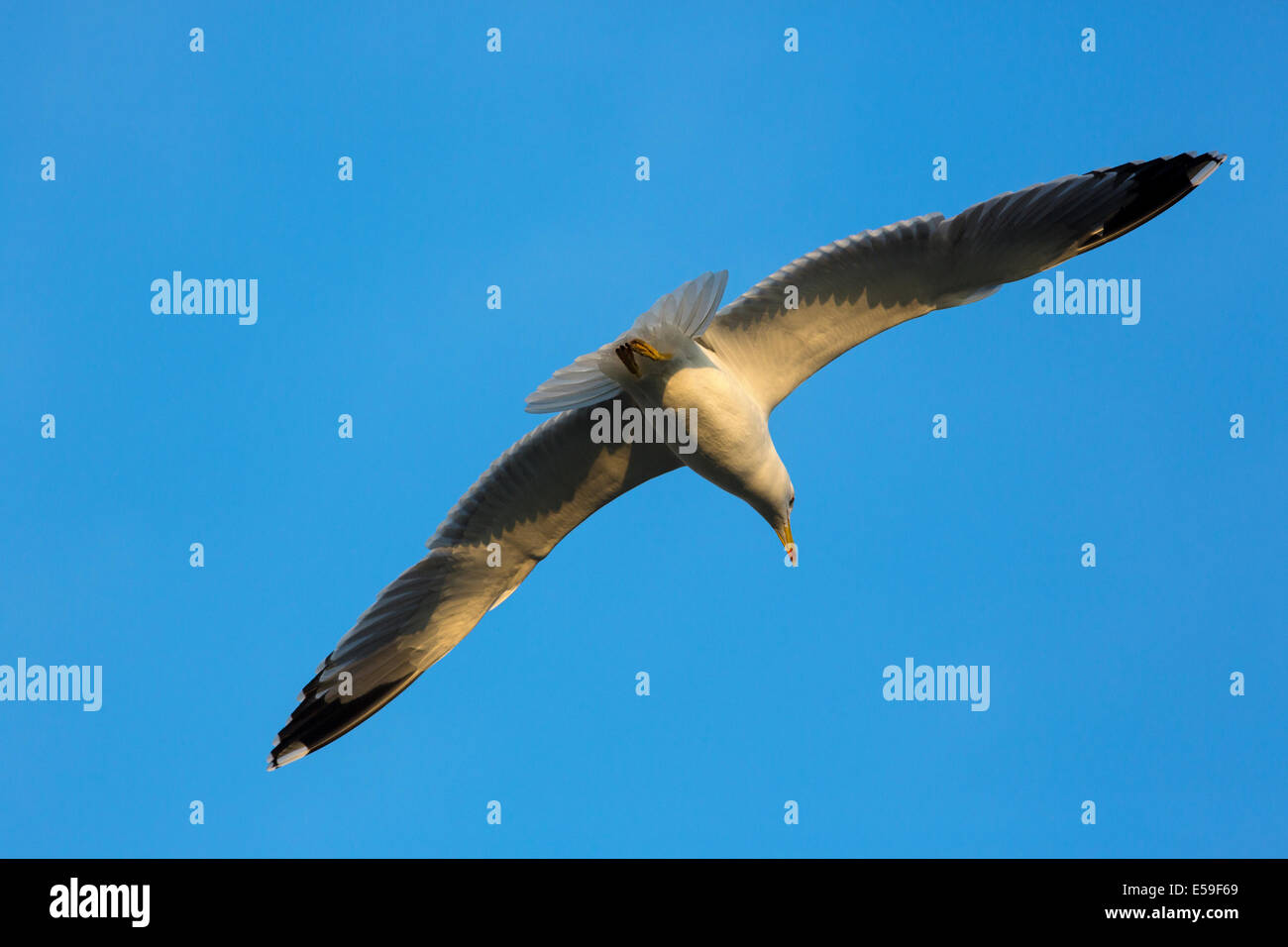 Gelb-legged Möve, Larus Michahellis, Gard, Frankreich Stockfoto