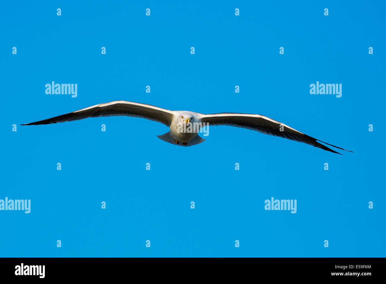 Gelb-legged Möve, Larus Michahellis, Gard, Frankreich Stockfoto