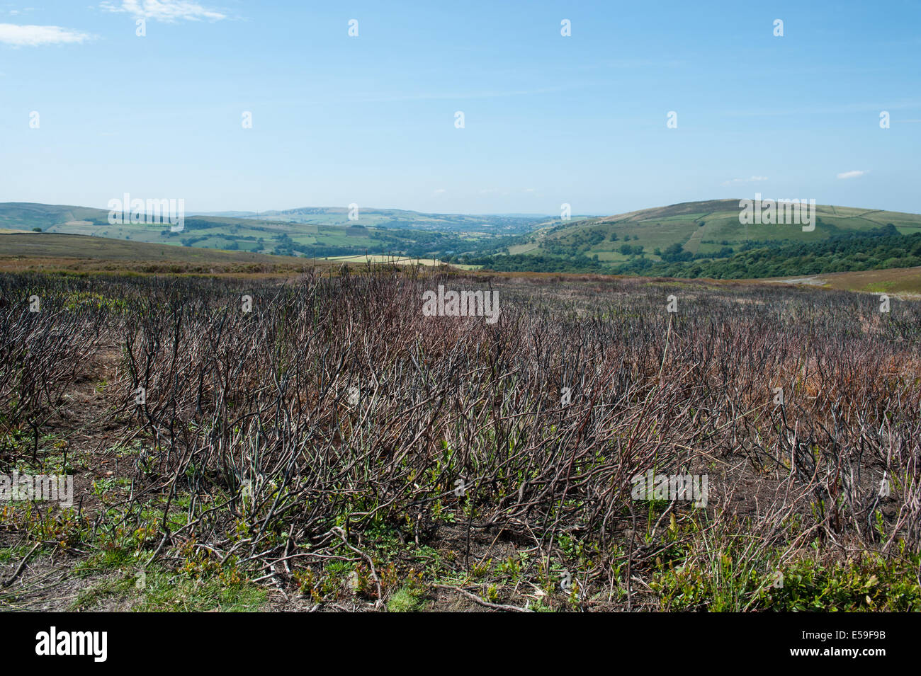 Heather Konservierung der Peak District Moor Stockfoto
