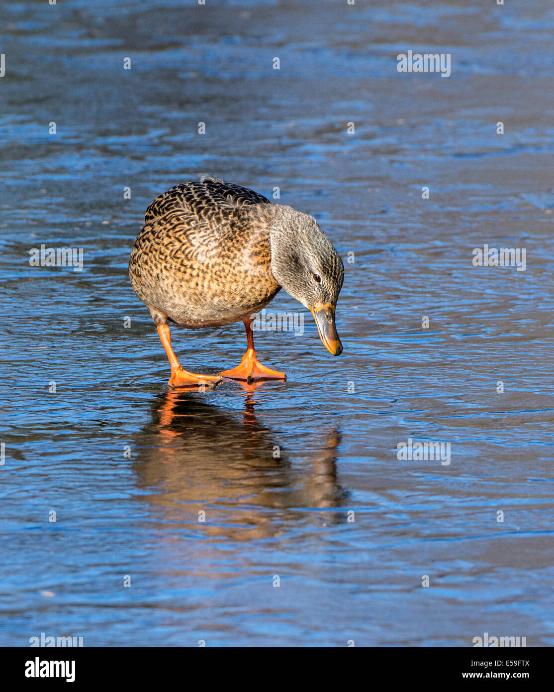 Stockente (Anas Platyrhynchos). Weibchen auf Eis. Acadia Nationalpark in Maine, USA. Stockfoto