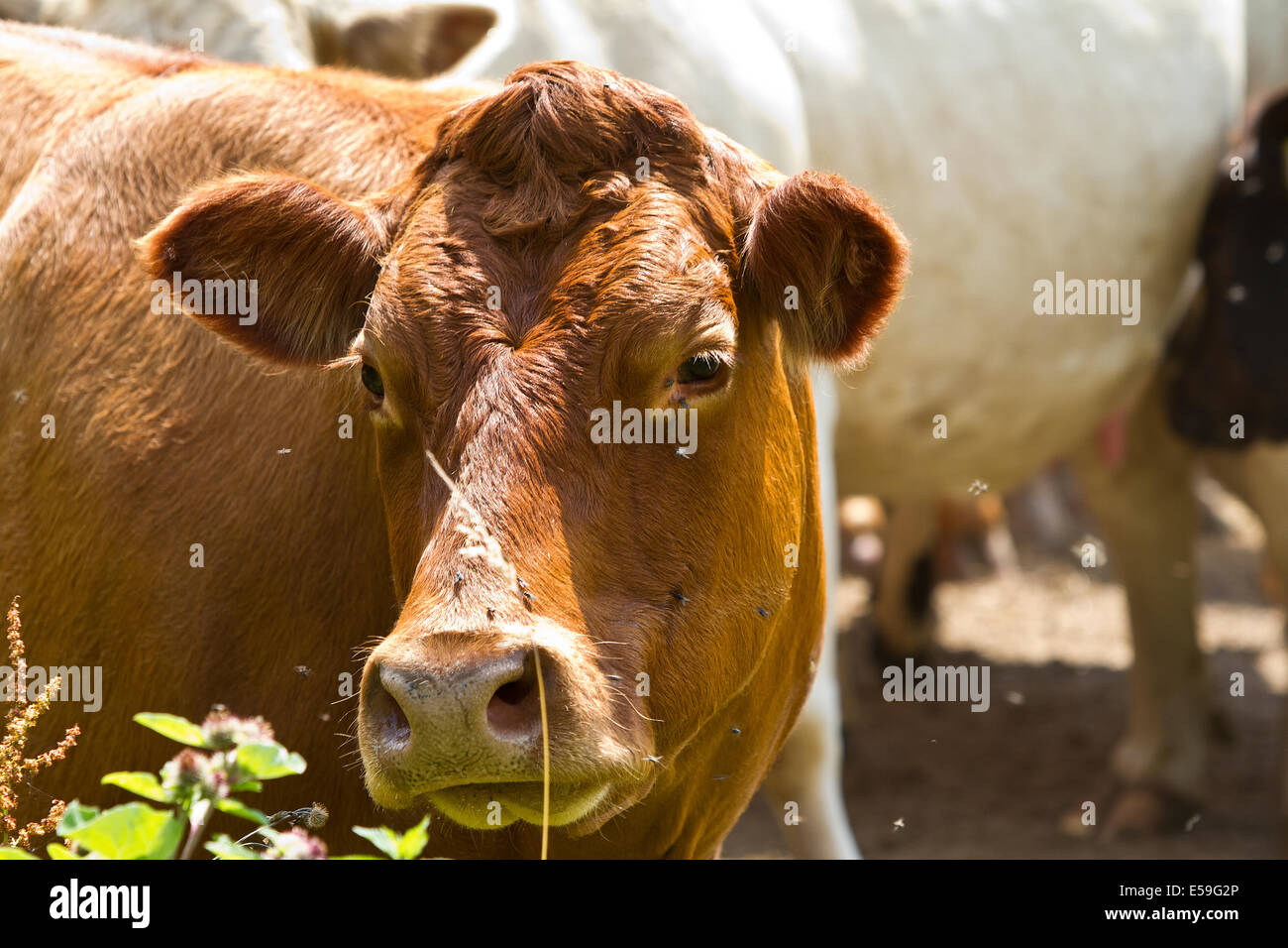 Rinder in Teufels Deich in Sussex England Stockfoto