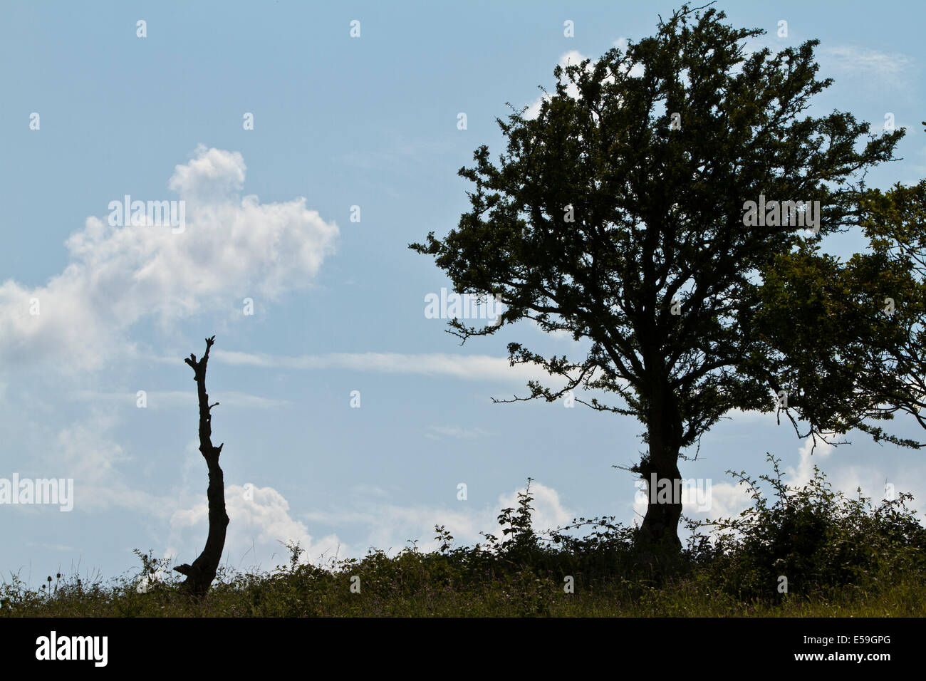 Bäume am Deich des Teufels in Sussex England Stockfoto