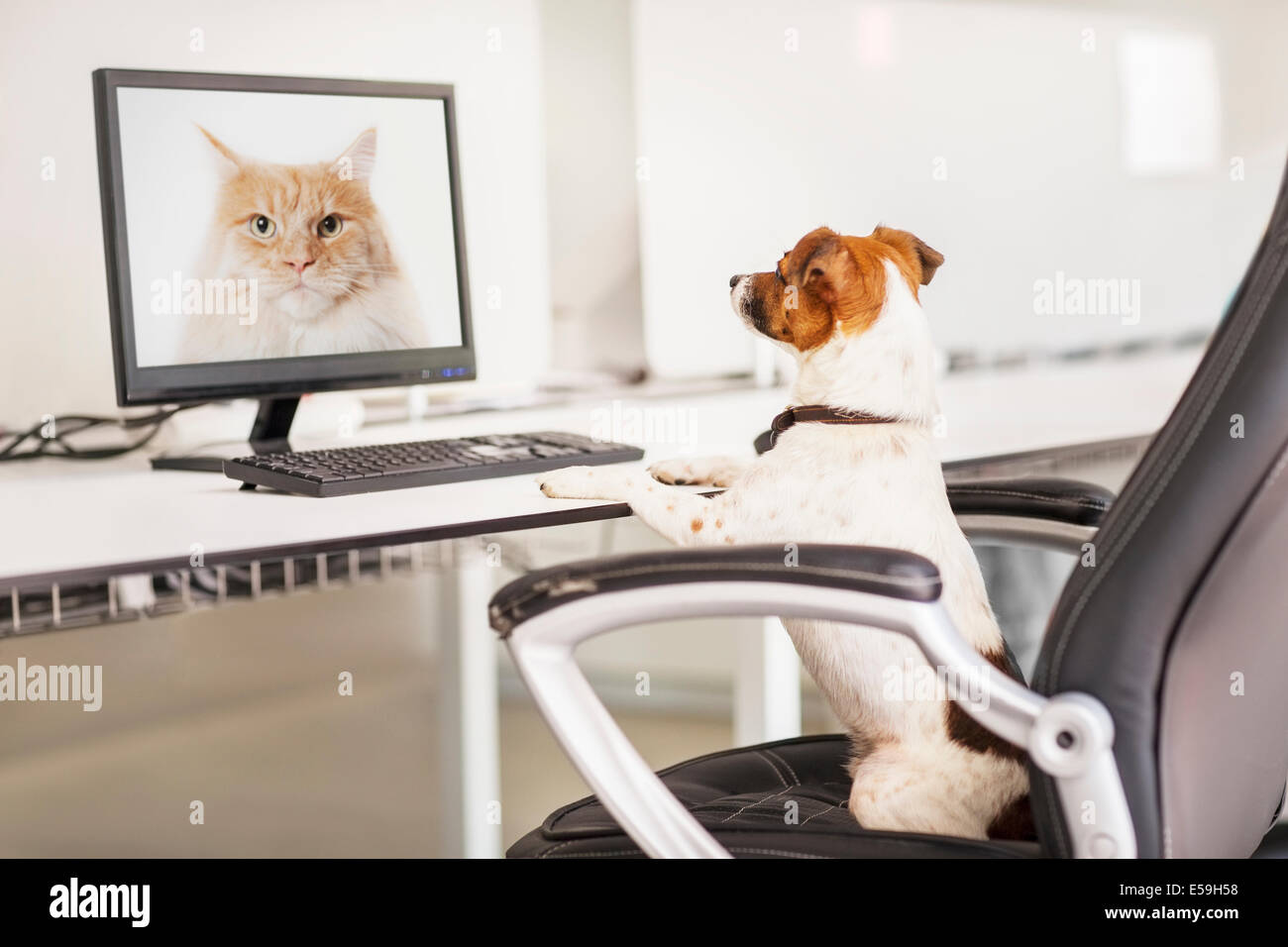 Hund sitzt am Schreibtisch im Büro Stockfoto