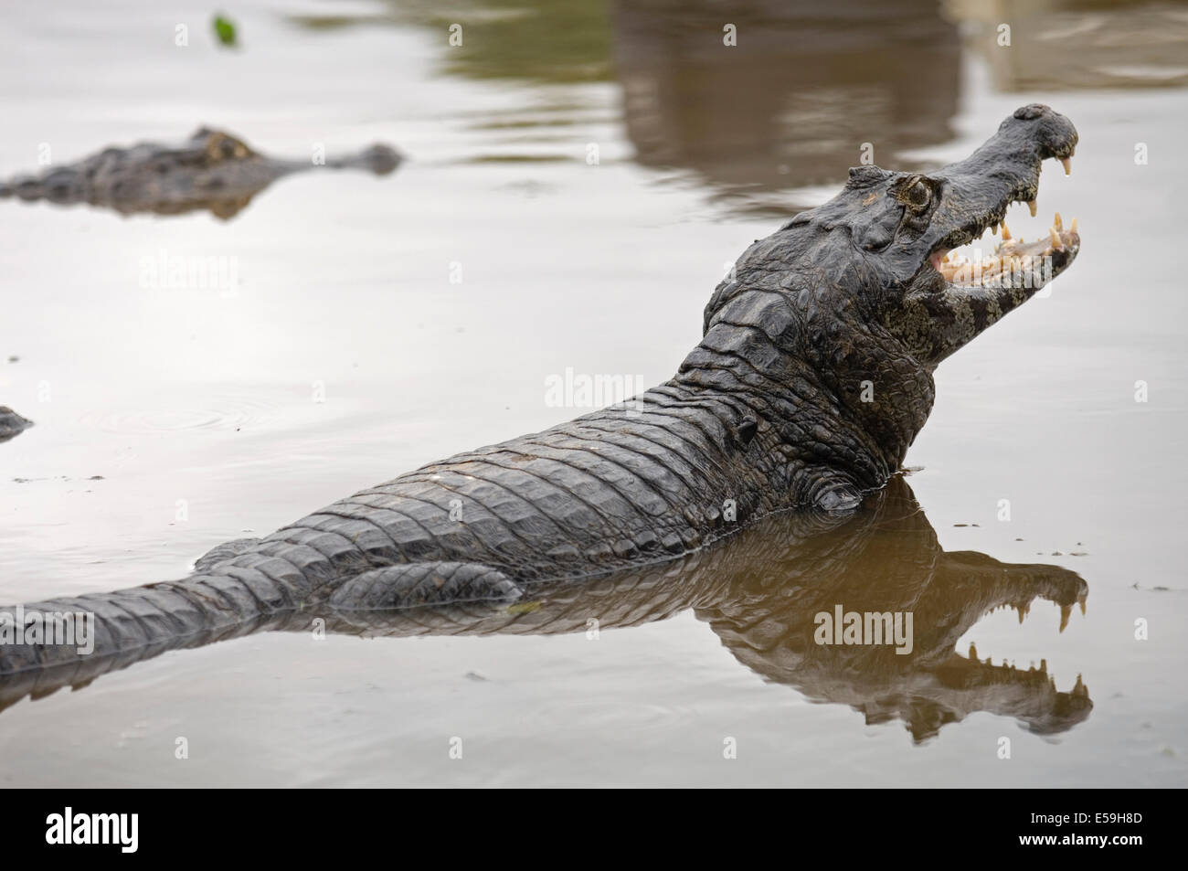 ein Alligator River Mutum entstehende Wasser den Kopf Stockfoto