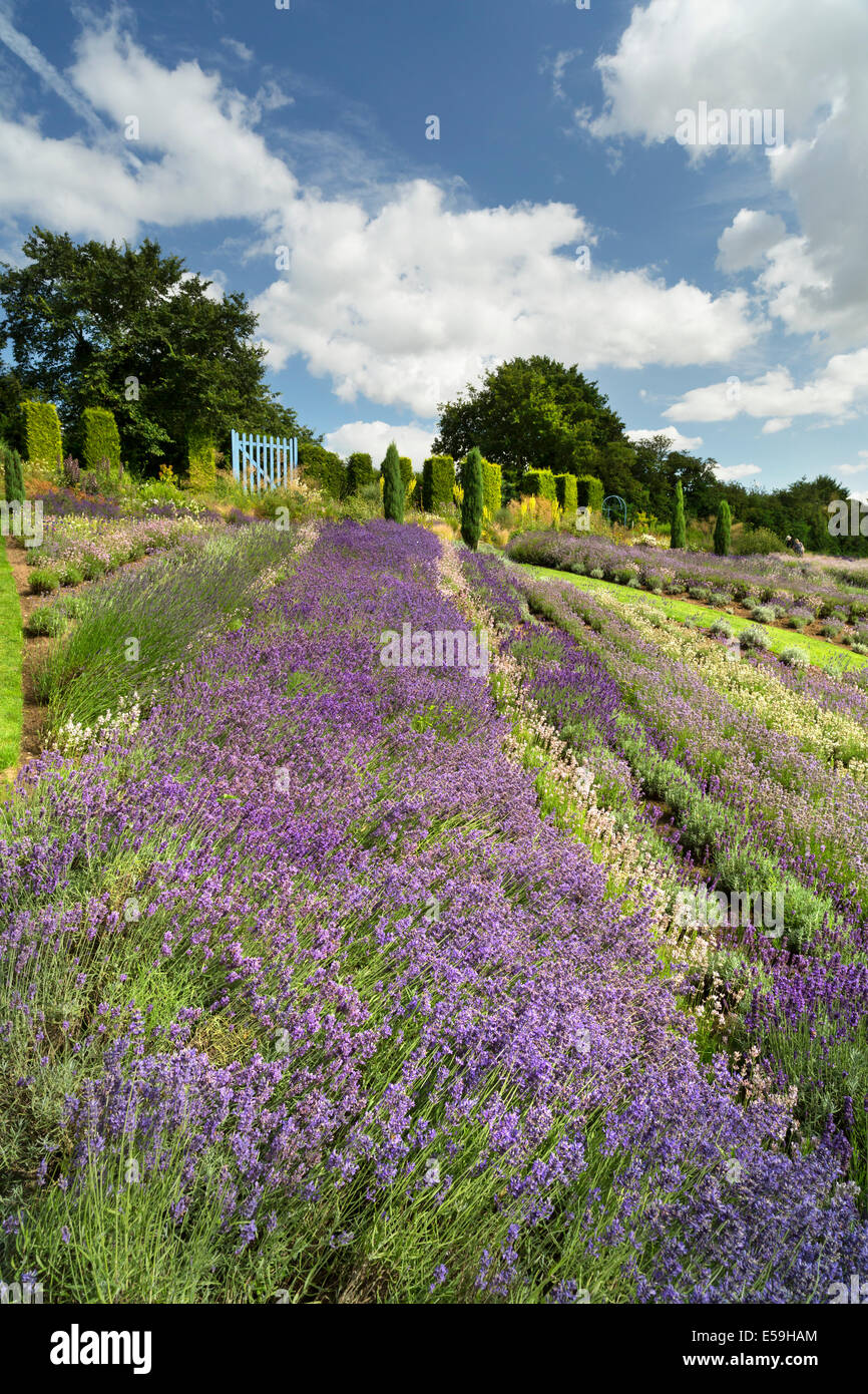Yorkshire Lavendel bei Terrington in North Yorkshire Stockfoto