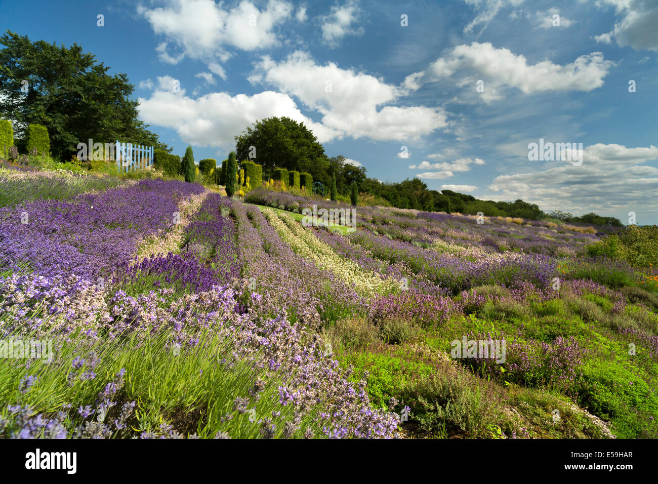Yorkshire Lavendel bei Terrington in North Yorkshire Stockfoto