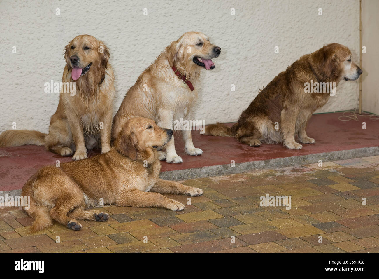 3 Wurf Geschwister wieder vereint mit ihrer Mutter. Daisy ist liegend, Boo und Floyd sitzen, da ihre Mutter Elsa ist. Stockfoto