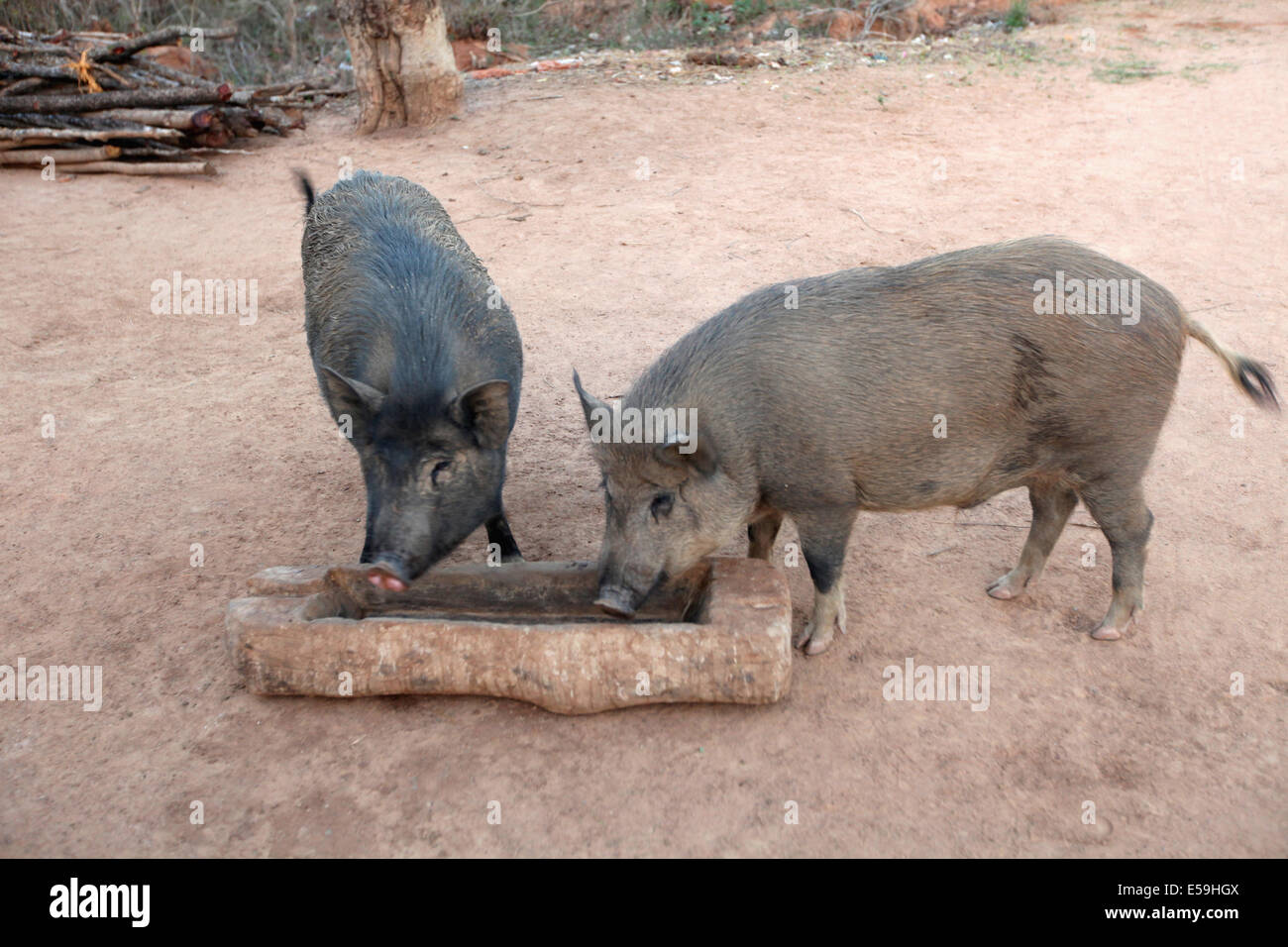Schweine-Trinkwasser, Pandora Dorf, Chattisgadh, Indien Stockfoto