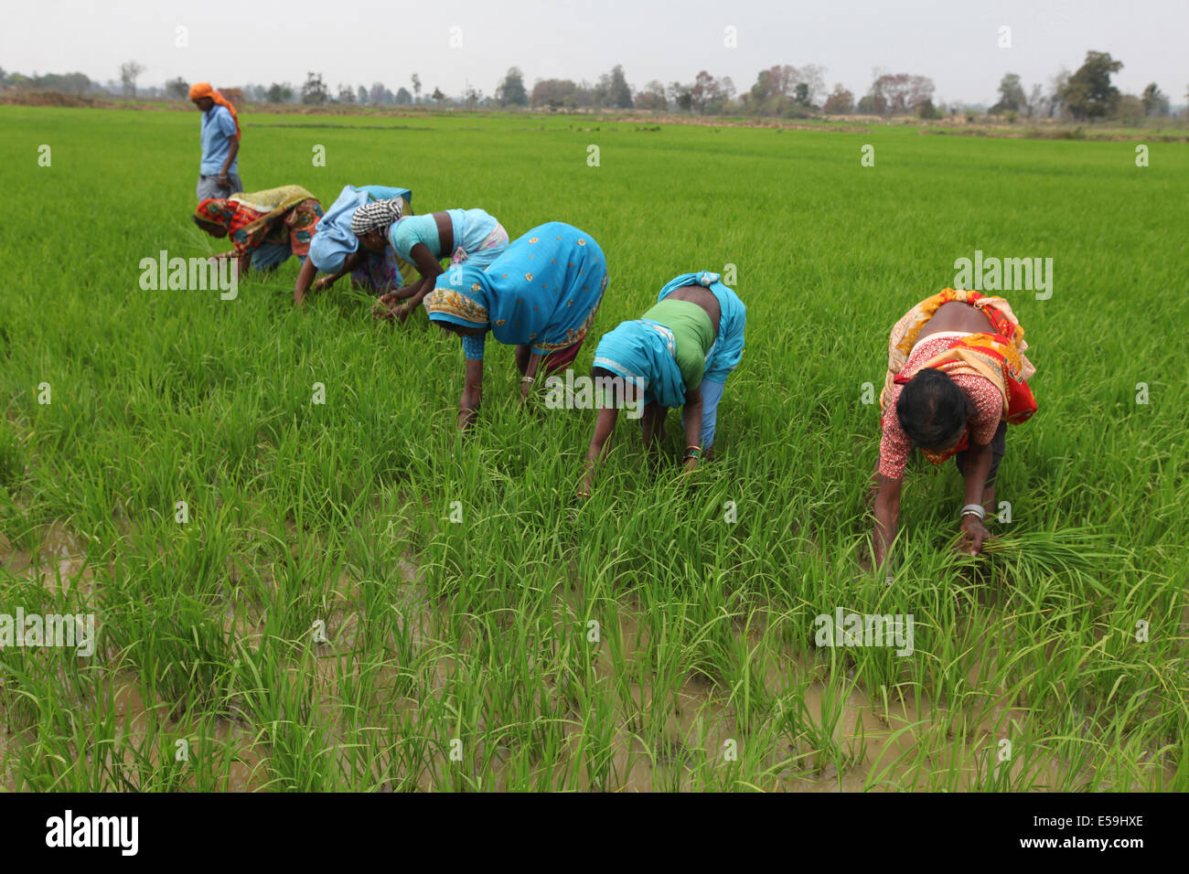 Stammes-Frauen arbeiten in Paddy Reisfeldern, Gond Stamm. Mohuabhata Dorf, Chattisgadh, Indien Stockfoto