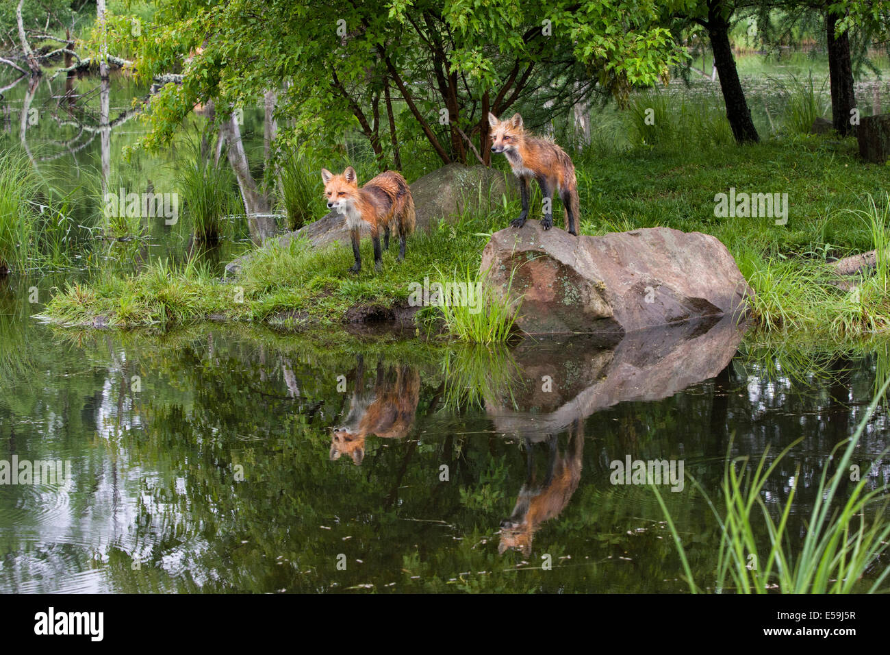 Zwei rote Füchse mit Spiegelbild im See Stockfoto