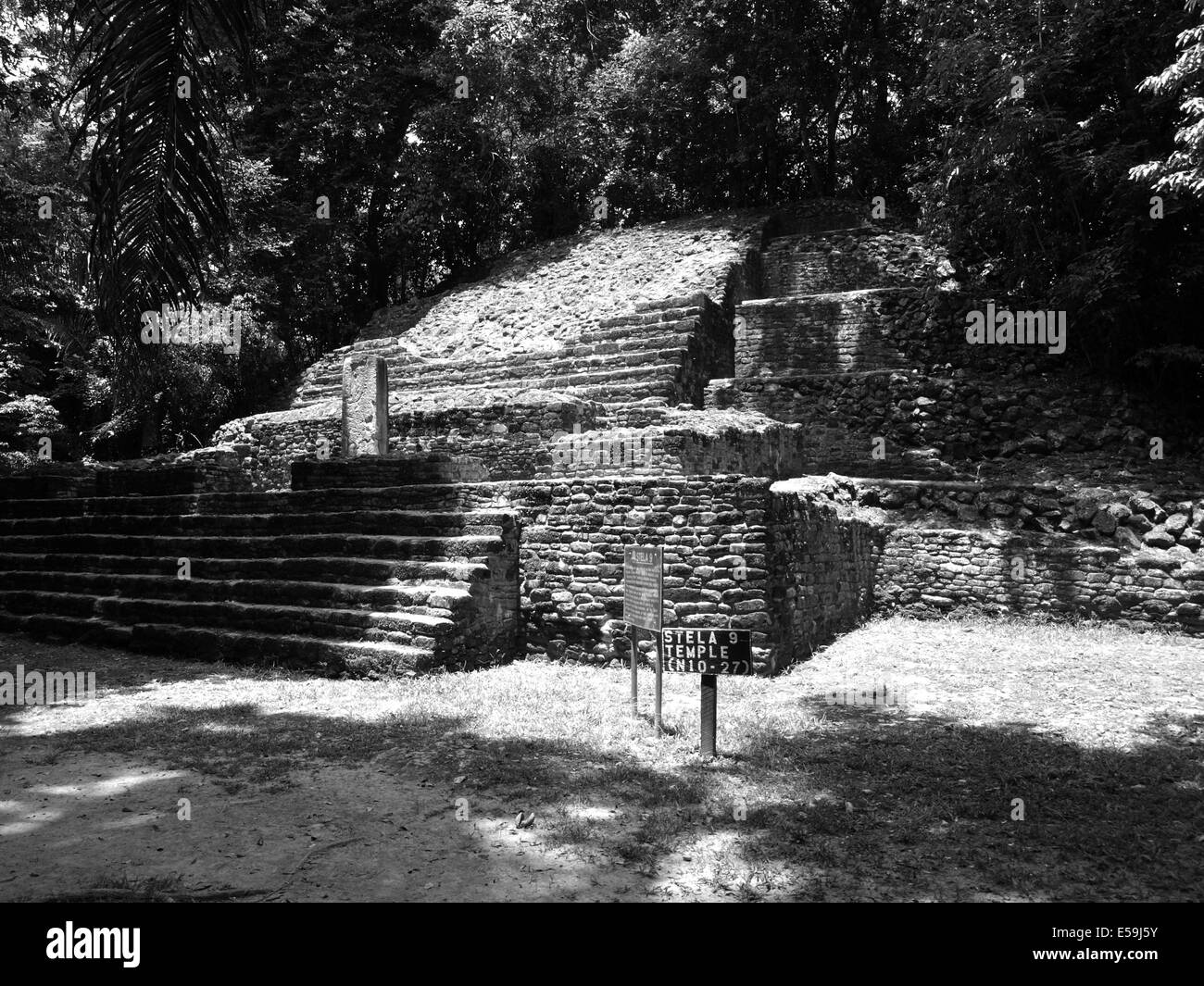 Stela Tempel in Lamanai in Belize Stockfoto