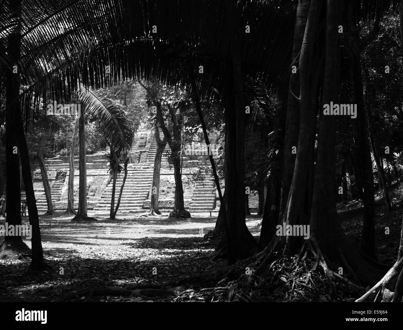 Schwarz / weiß Bild von der hohen Tempel gesehen durch den Regenwald Stockfoto