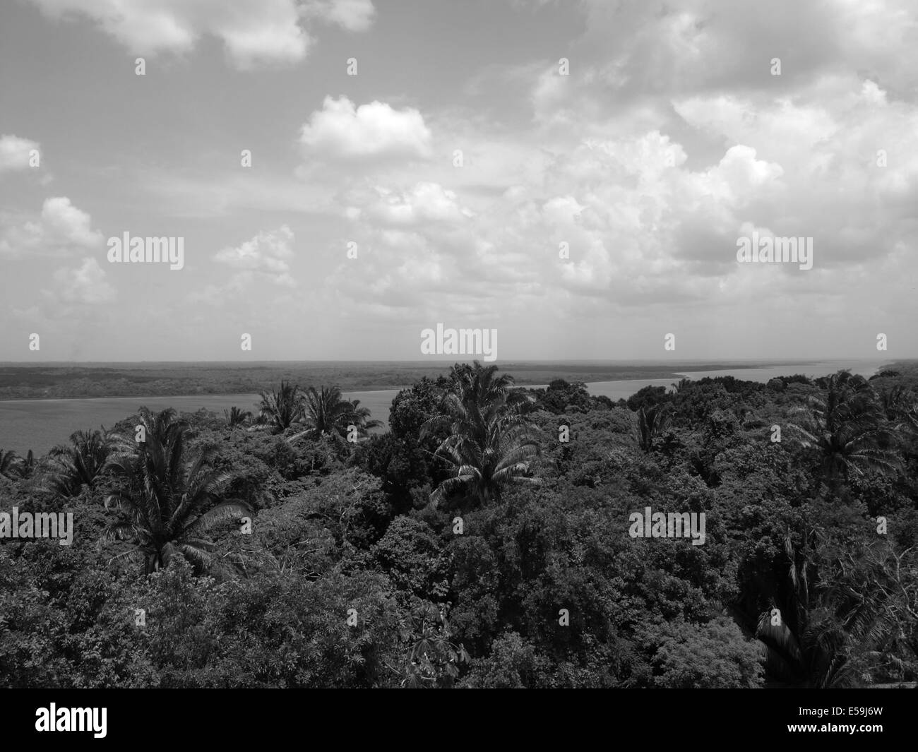 Schwarz / weiß-Foto von der Belizean Regenwald Stockfoto