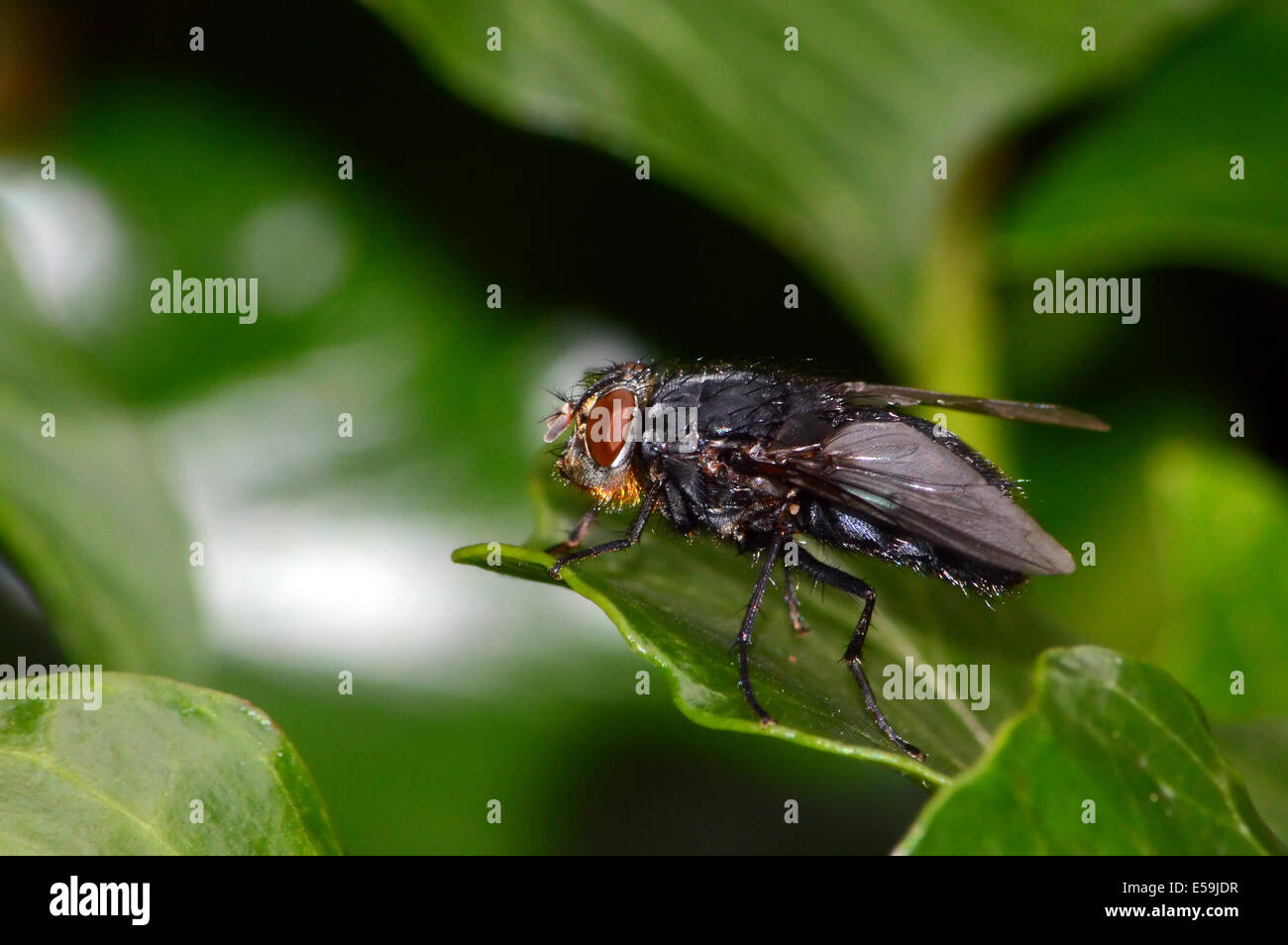 Große schwarze Fliege / Hoverfly mit einem gebrochenen Flügel ruhen auf Laub Stockfoto