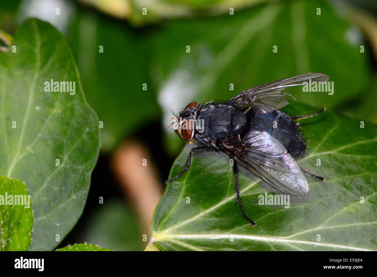 Große schwarze Fliege / Hoverfly mit einem gebrochenen Flügel ruhen auf Laub Stockfoto
