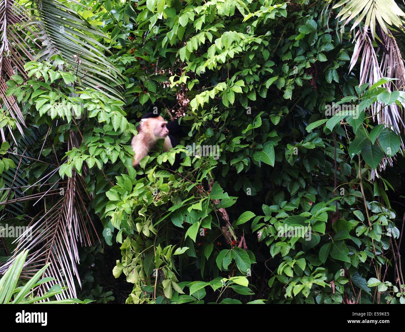 Kapuziner-Affen in Panama Stockfoto
