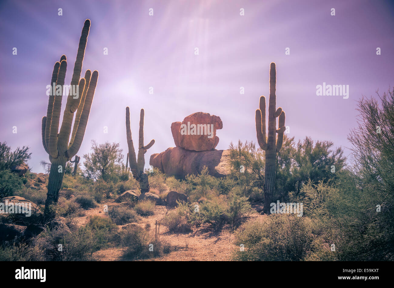 Wüstenlandschaft - Sonne prasselte Wüste mit Saguaro Kaktus Baum und Felsbrocken. Linseneffekt. Stockfoto
