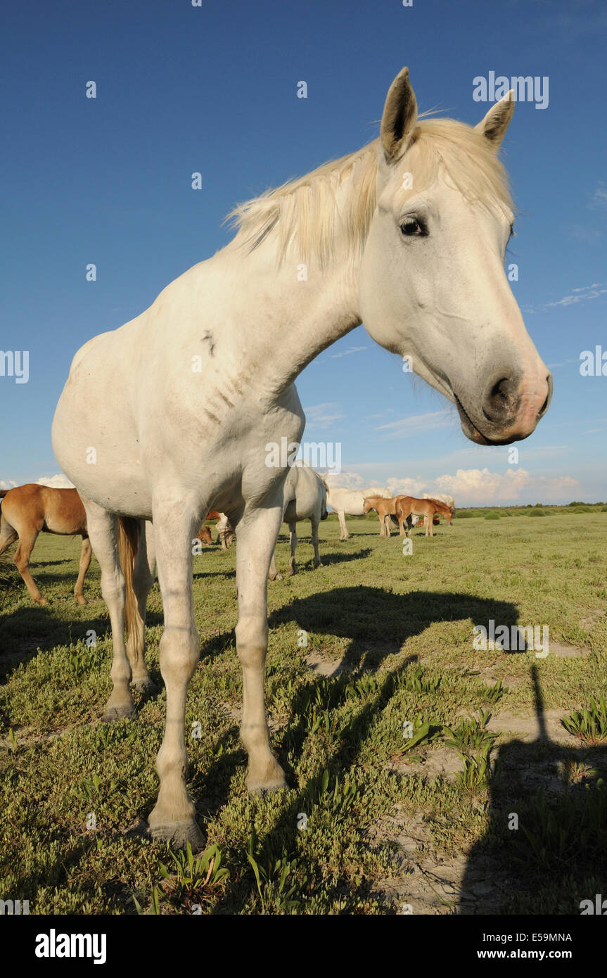 Porträt von einem weißen Pferd, Camargue Stockfoto