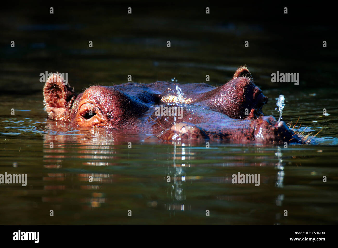 Flusspferd (Hippopotamus Amphibius) in einem Patch von Sonnenlicht - Kruger National Park (Südafrika) Stockfoto