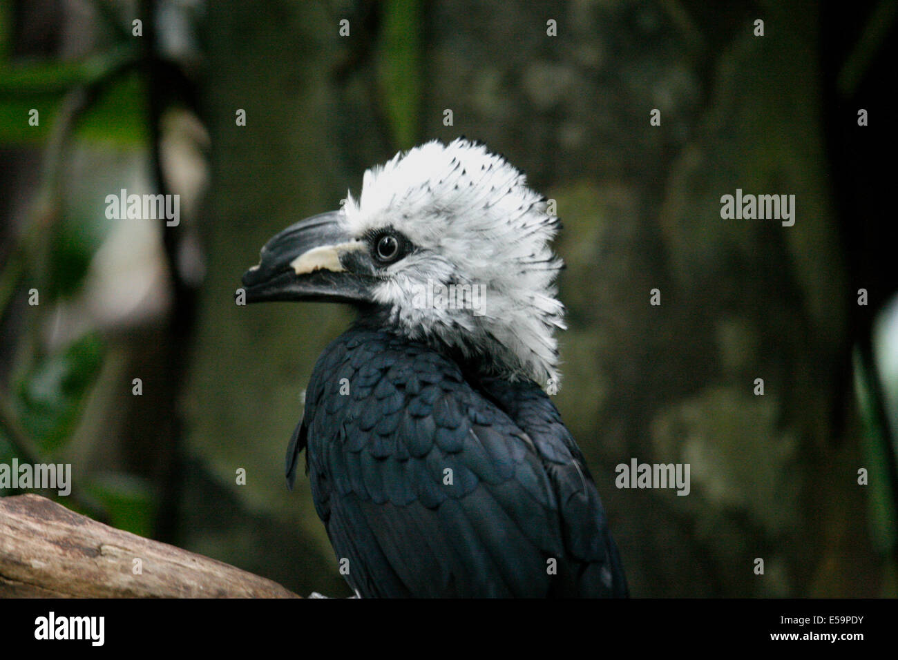 Die weiß-crested Hornbill auch bekannt als die langschwänzigen Hornbill, findet sich in feuchten Wäldern Zentralafrikas, Stockfoto