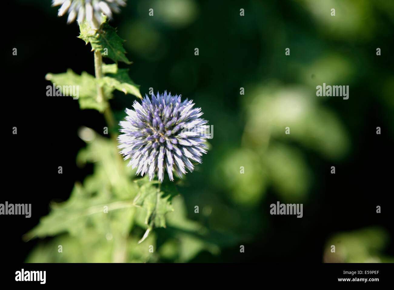 Globe Thistle ist eine Staude. Diese Pflanze ist resistent gegen Rehe und zieht Bienen, Schmetterlinge und andere nützliche Insekten. Stockfoto