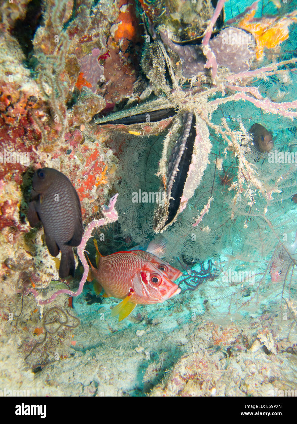 Bunten Riff-Fische der Malediven Stockfoto