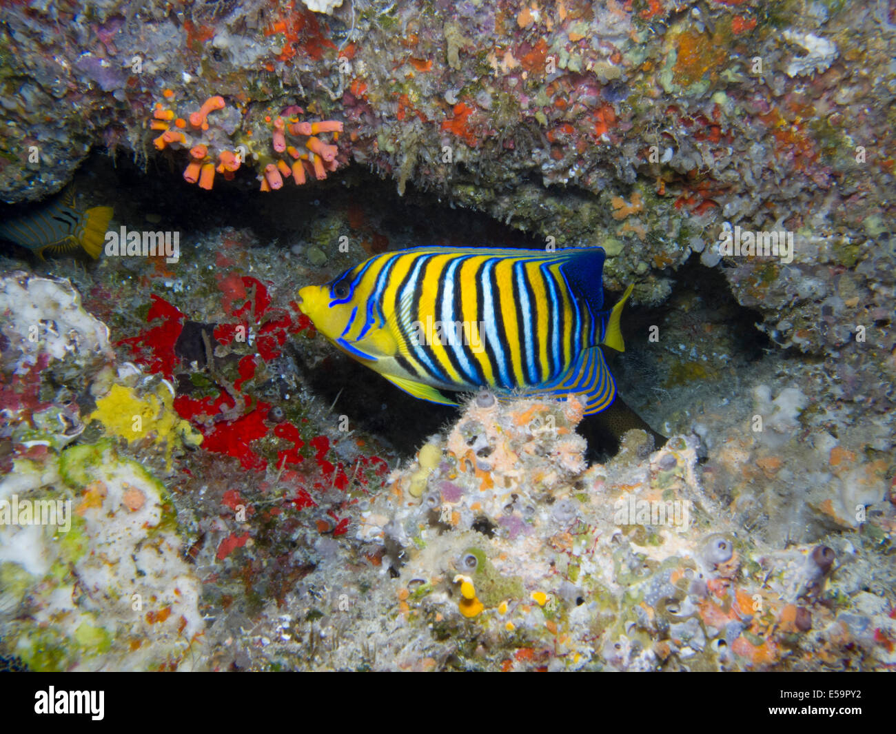 Kaiserfisch in einen bunten Hintergrund auf den Malediven Stockfoto